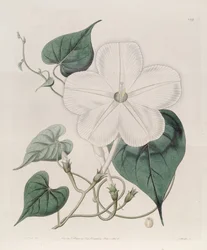 Ipomoea alba